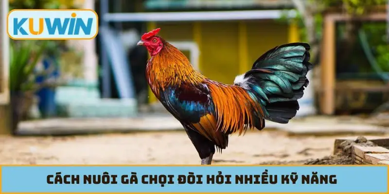 Cách nuôi gà chọi đòi hỏi nhiều kỹ năng và kinh nghiệm
