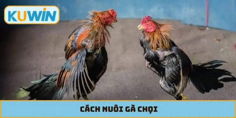 Cách Nuôi Gà Chọi