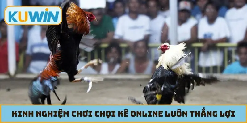 Kinh nghiệm chơi chọi kê online luôn thắng lợi