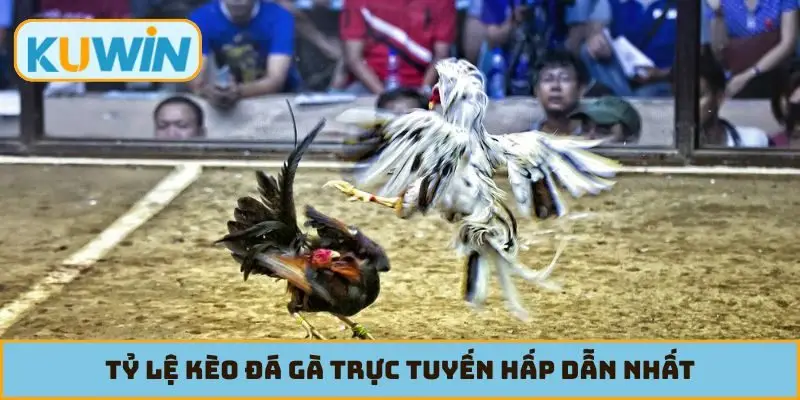 Tỷ lệ kèo đá gà trực tuyến hấp dẫn nhất