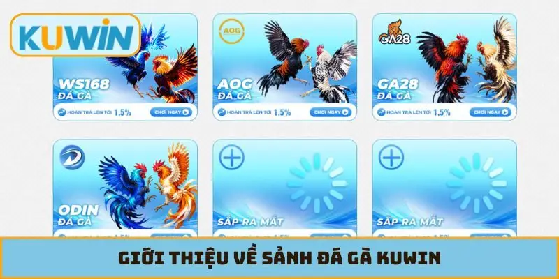 Giới thiệu về sảnh đá gà KUWIN